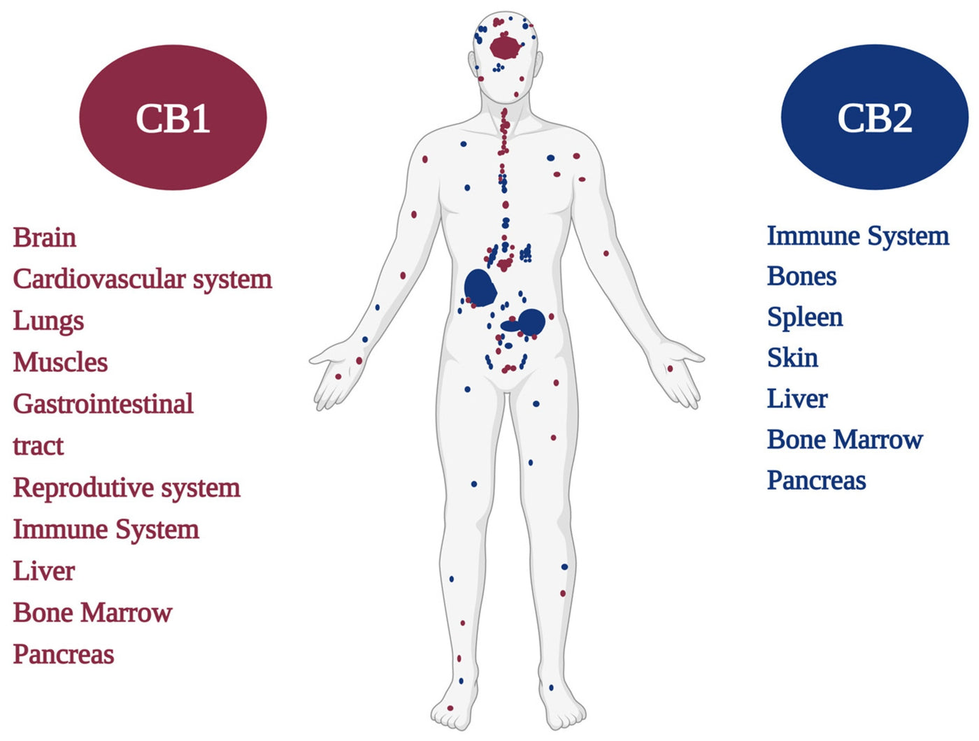 The Endocannabinoid System: Your Body's Regulatory Superhighway
