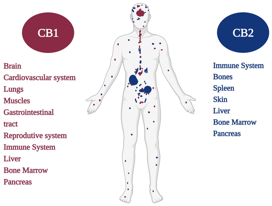 The Endocannabinoid System: Your Body's Regulatory Superhighway