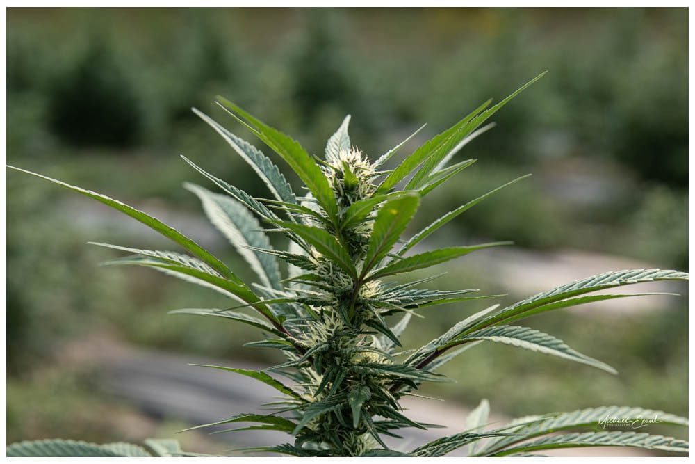 Close view of a hemp plant growing at Western MA Hemp