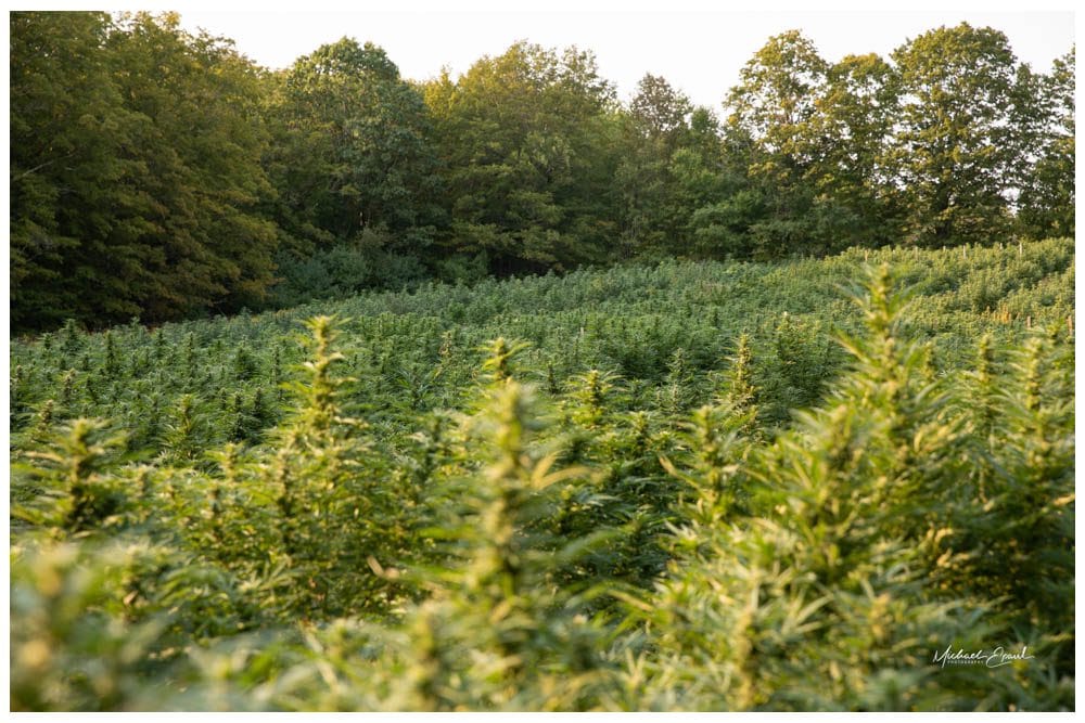 Hemp field bordered by trees at the Western MA Hemp farm