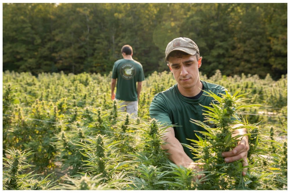 Western MA Hemp grower inspecting a hemp plant in the field
