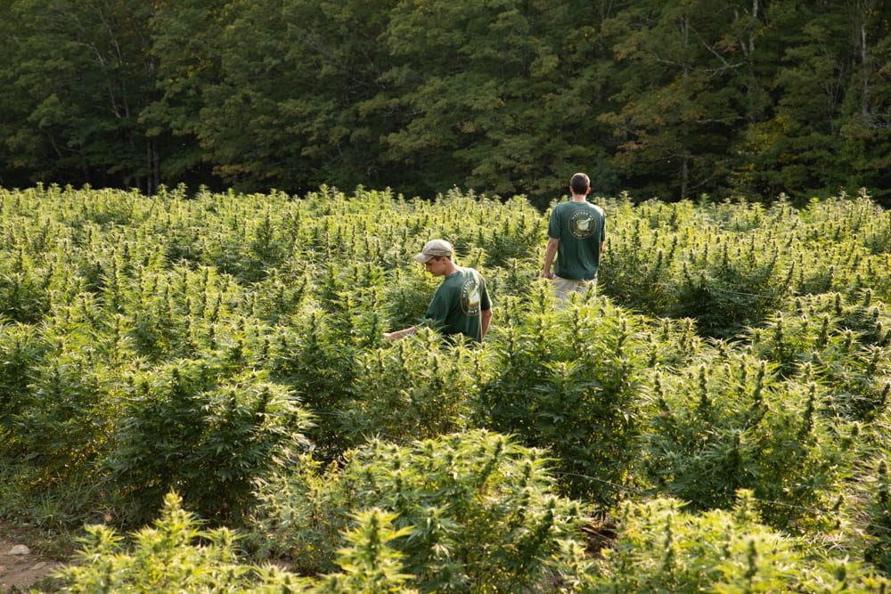 Western MA Hemp growers walking through the hemp field in Chesterfield, Massachusetts